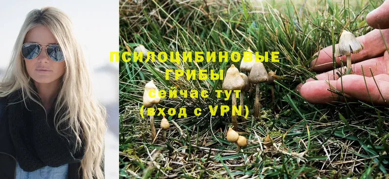 Галлюциногенные грибы Psilocybine cubensis  магазин продажи   Калининск 